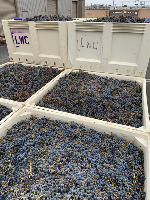 Bins filled with harvested grapes