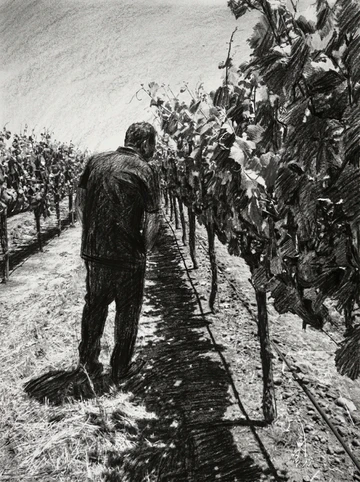 Charcoal illustration of Brian examining vines in a vineyard row