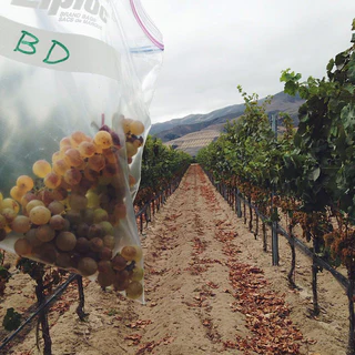 A bag of Chardonnay grape samples held in a vineyard row