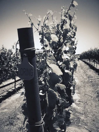 A Loring block marker at the end of a vineyard row
