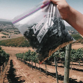 A bag of Pinot Noir grape samples held above a vineyard