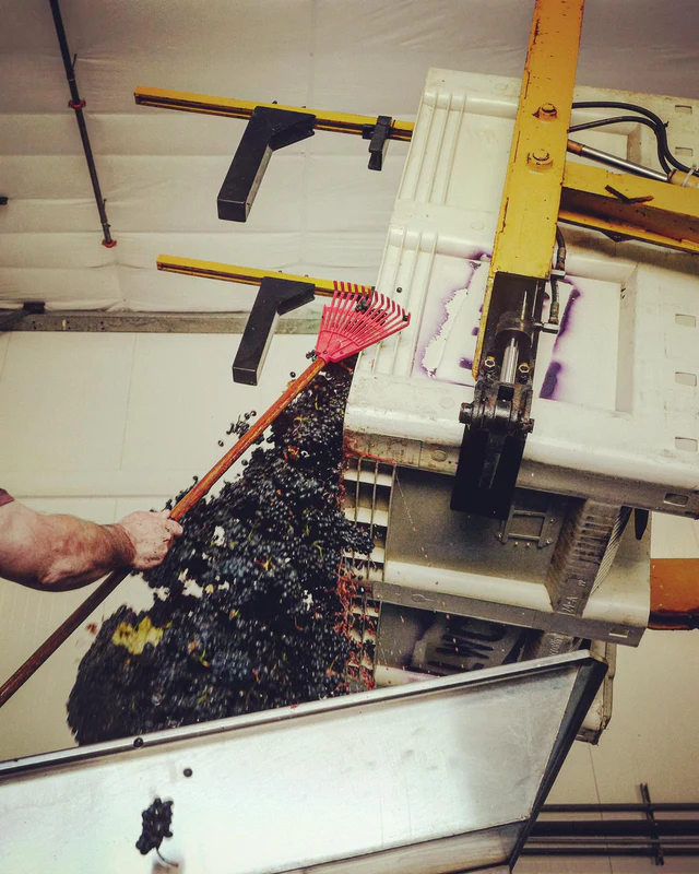 Red grapes passing through a crusher beside a red winery rake