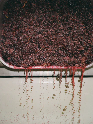 Crushed red grape must dripping from the edge of a fermenter
